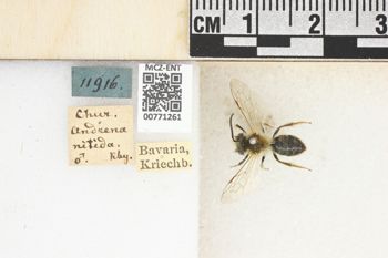 Media type: image;   Entomology 771261 Aspect: Labels